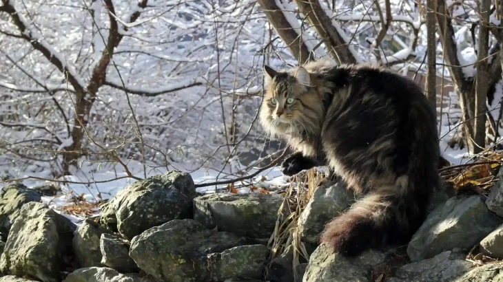Norwegian Forest Cat Cat photo
