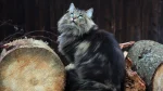Norwegian Forest Cat Cat photo
