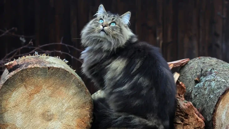 Norwegian Forest Cat Cat photo