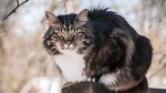 Norwegian Forest Cat Cat photo