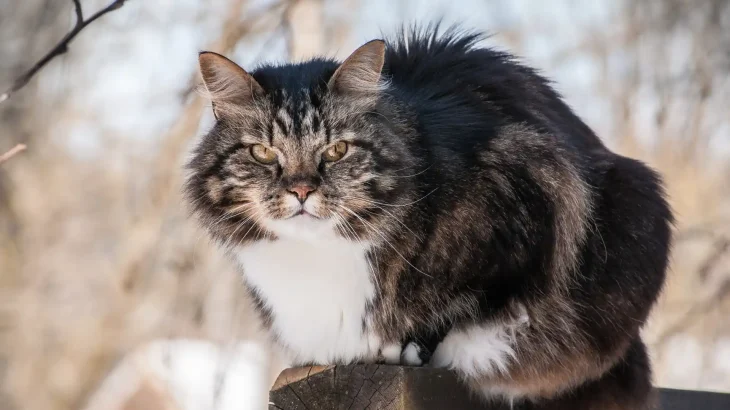 Norwegian Forest Cat Cat photo