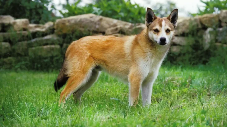 Norwegian Lundehund Dog photo