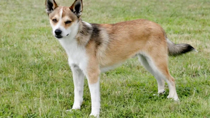 Norwegian Lundehund Dog photo