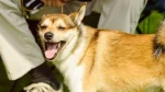 Norwegian Lundehund Dog photo