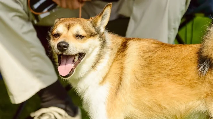Norwegian Lundehund Dog photo