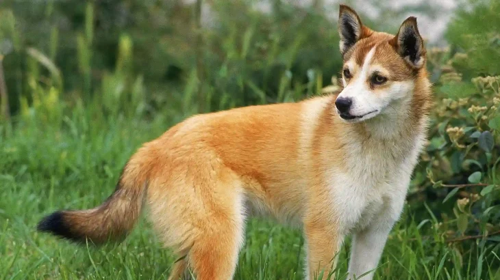 Norwegian Lundehund Dog photo