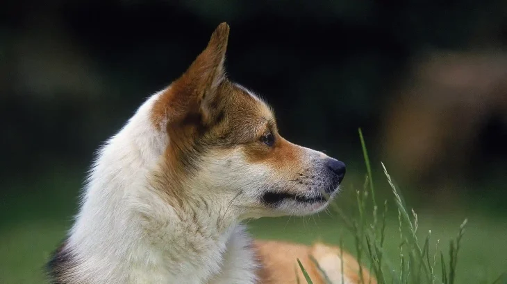 Norwegian Lundehund Dog photo