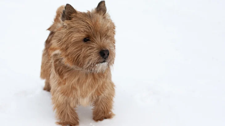 Norwich Terrier Dog photo