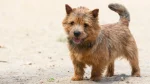 Norwich Terrier Dog photo