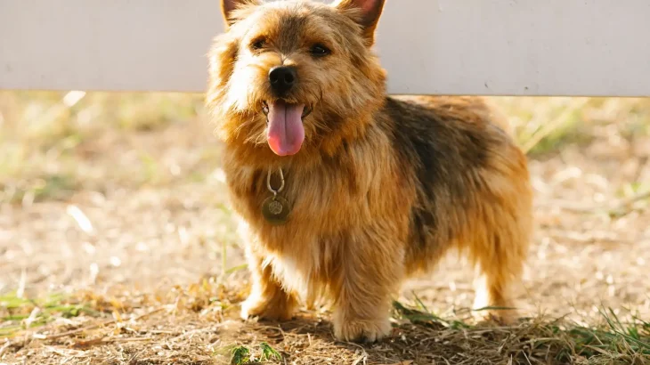 Norwich Terrier Dog photo