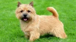 Norwich Terrier Dog photo