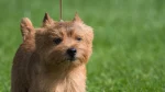 Norwich Terrier Dog photo