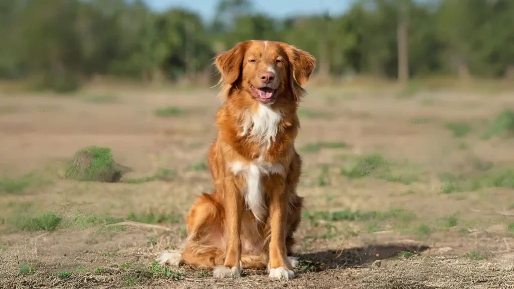 Nova Scotia Duck-Tolling Retriever Dog photo