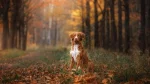Nova Scotia Duck-Tolling Retriever Dog photo