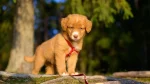 Nova Scotia Duck-Tolling Retriever Dog photo