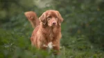 Nova Scotia Duck-Tolling Retriever Dog photo