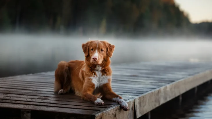 Nova Scotia Duck-Tolling Retriever Dog photo