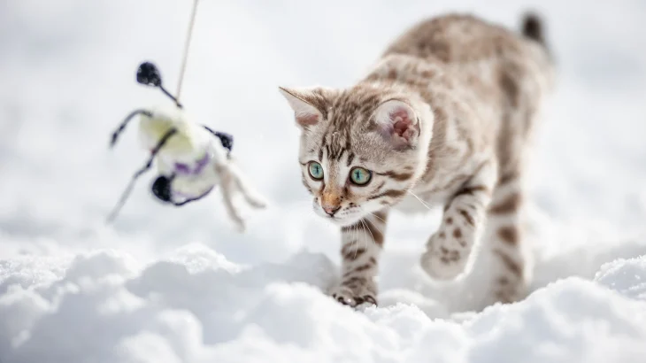 Ocicat Cat photo