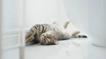 Ocicat Cat photo