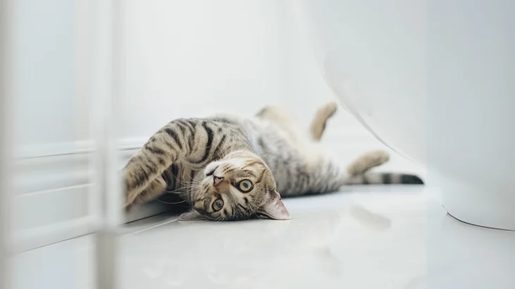 Ocicat Cat photo