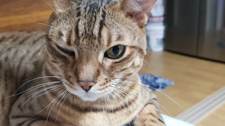 Ocicat Cat photo