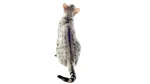Ocicat Cat photo
