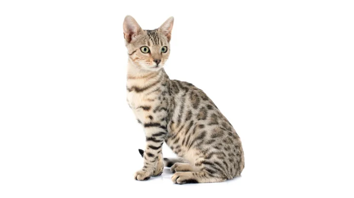 Ocicat Cat photo