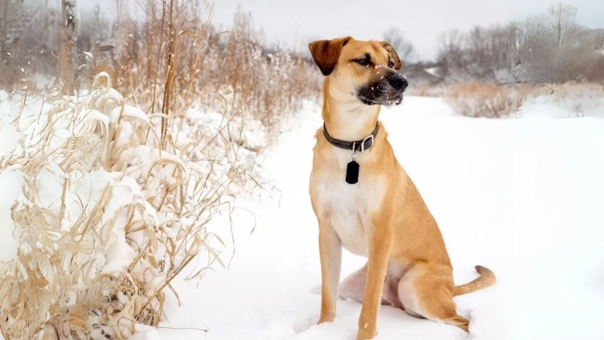 Ol' Southern Catchdog Dog photo