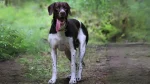Old Danish Chicken Dog Dog photo