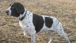 Old Danish Chicken Dog Dog photo