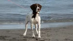 Old Danish Chicken Dog Dog photo
