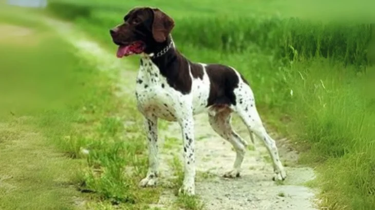 Old Danish Chicken Dog Dog photo