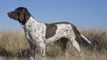 Old Danish Chicken Dog Dog photo