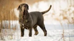 Old English Mastiff Dog photo