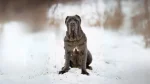 Old English Mastiff Dog photo