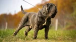 Old English Mastiff Dog photo