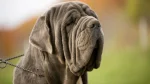 Old English Mastiff Dog photo