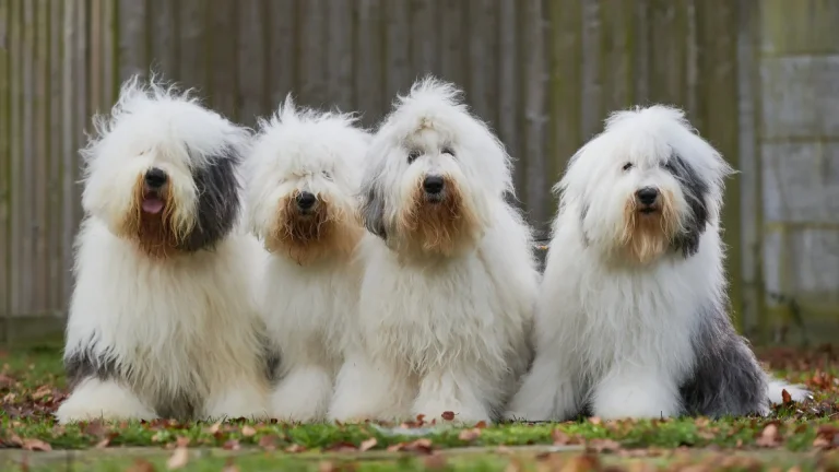 Old English Sheepdog Dog photo