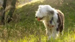 Old English Sheepdog Dog photo