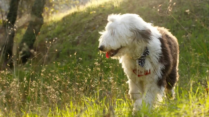 Old English Sheepdog Dog photo