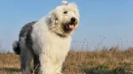 Old English Sheepdog Dog photo