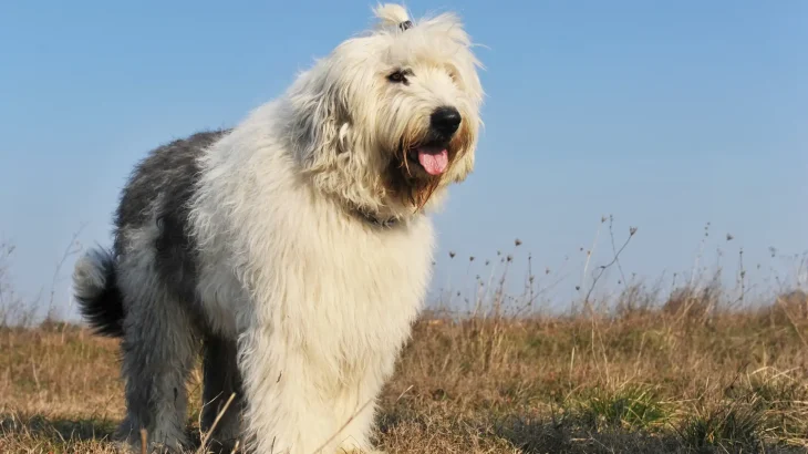 Old English Sheepdog Dog photo