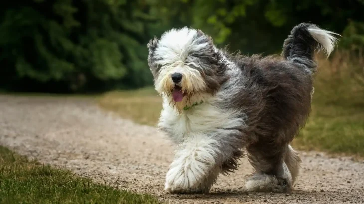 Old English Sheepdog Dog photo
