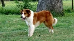 Old-Time Farm Shepherd Dog photo