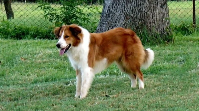 Old-Time Farm Shepherd Dog photo