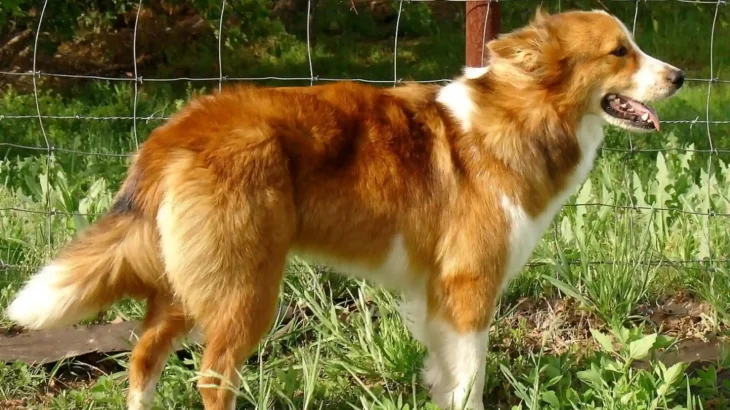 Old-Time Farm Shepherd Dog photo