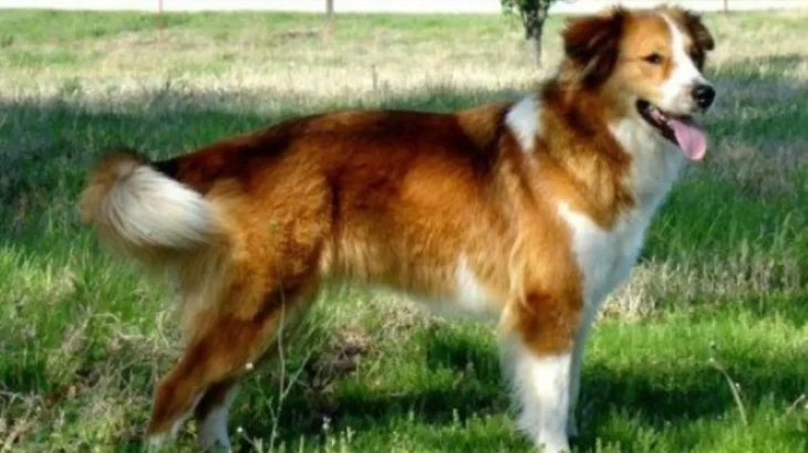 Old-Time Farm Shepherd Dog photo