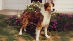 Old-Time Farm Shepherd Dog photo