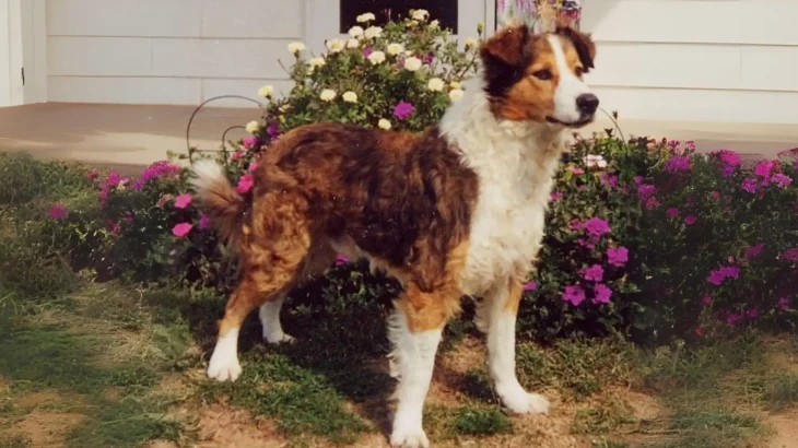 Old-Time Farm Shepherd Dog photo