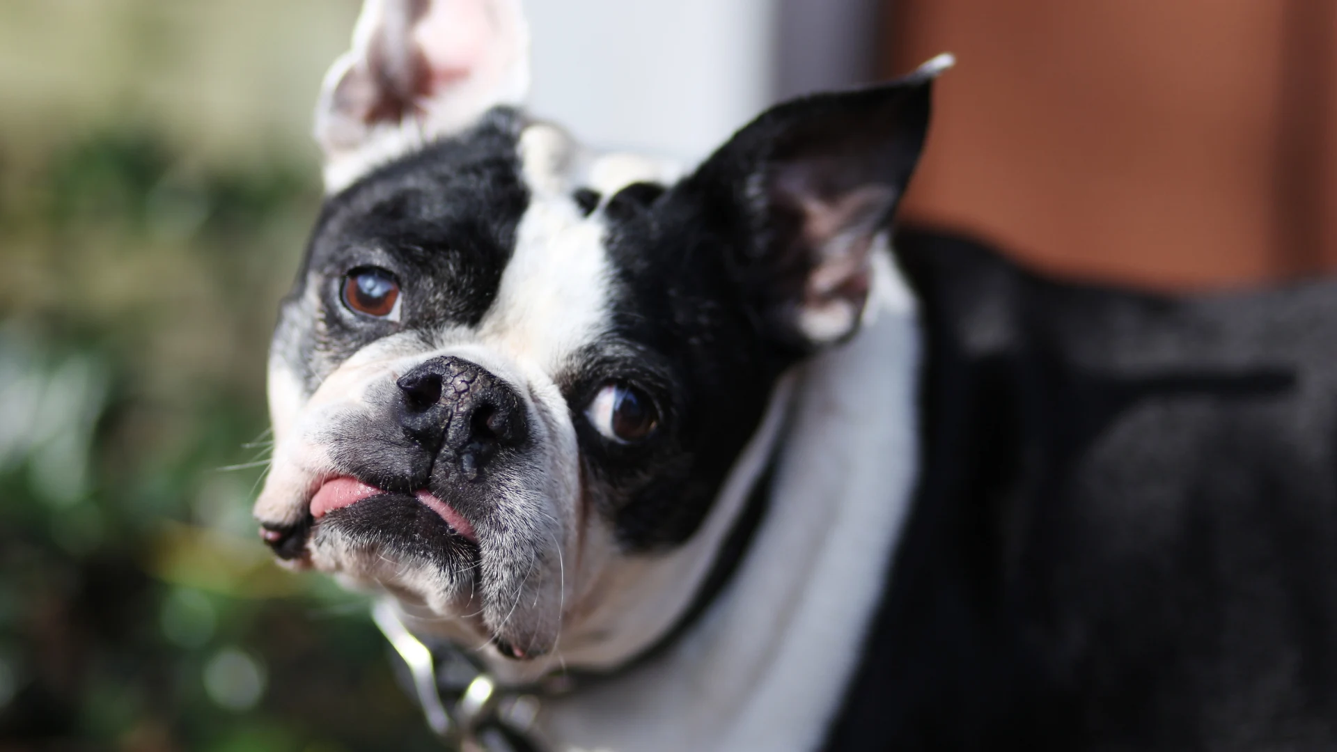Olde Boston Bulldogge Dog photo